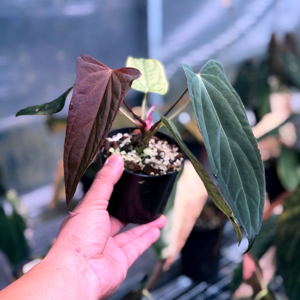 Anthurium Sunset Delta