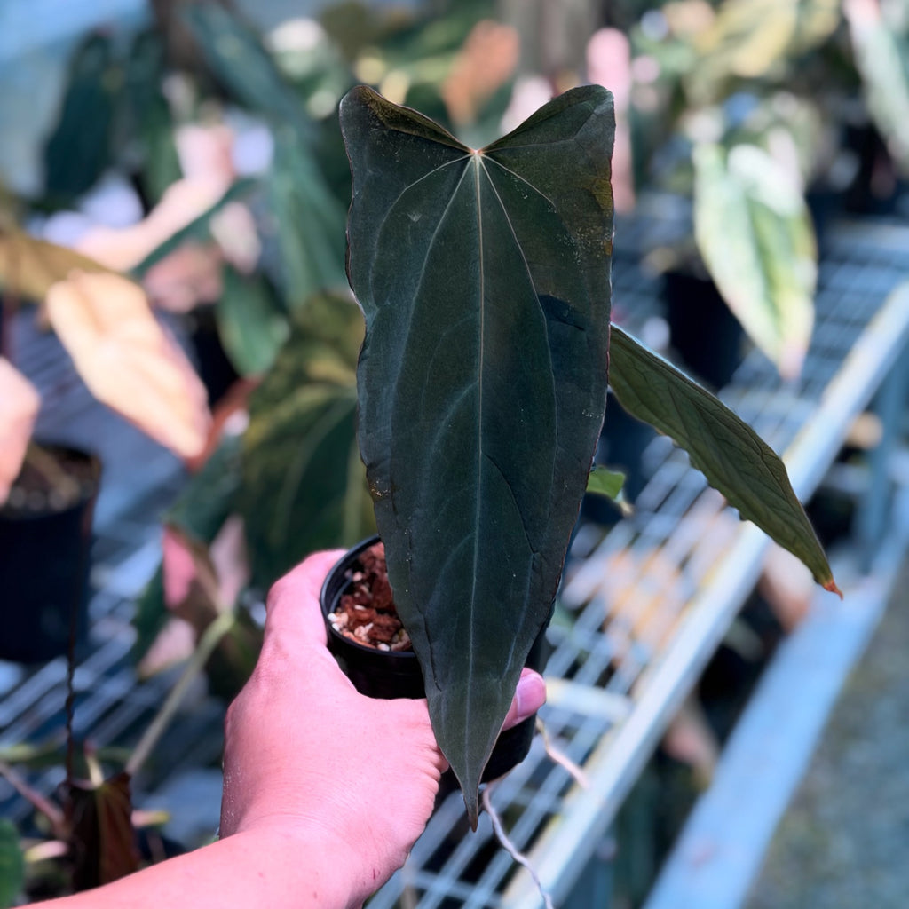Anthurium Sunset Delta
